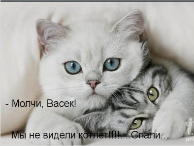 Котовторник 27.5.2014