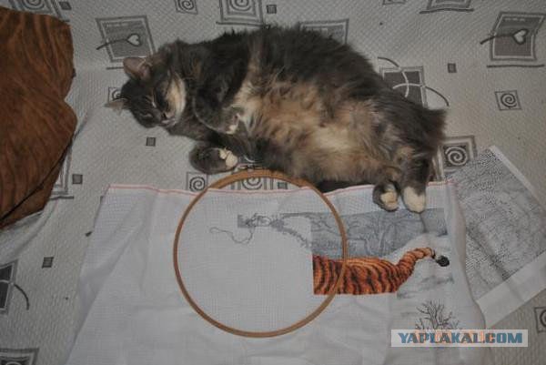 Котовторник 30.12.2014