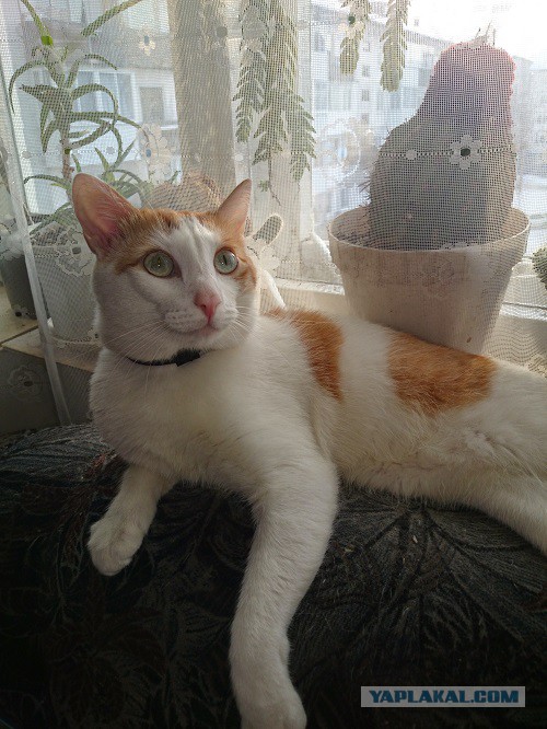 Котовторник 27.01.2015