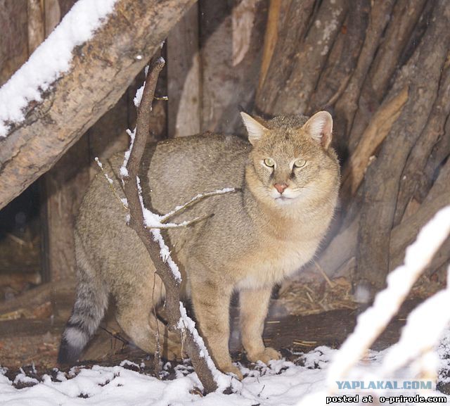 10 необычных пород собак и кошек