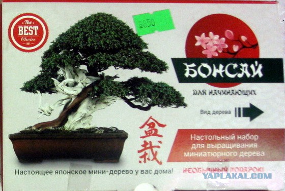 Набор Для Выращивания Бонсай Купить В Минске