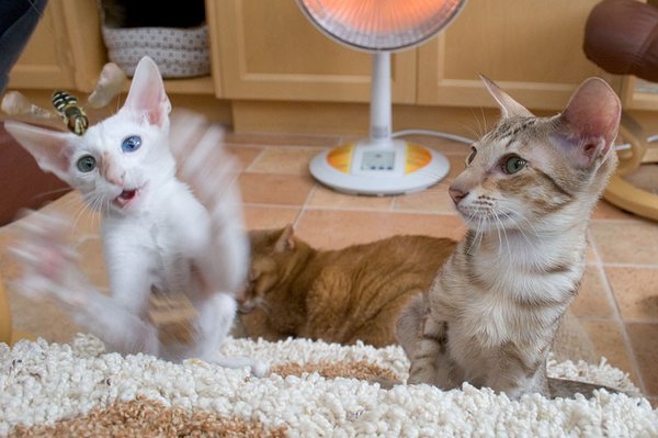 Коты, кошки, котята