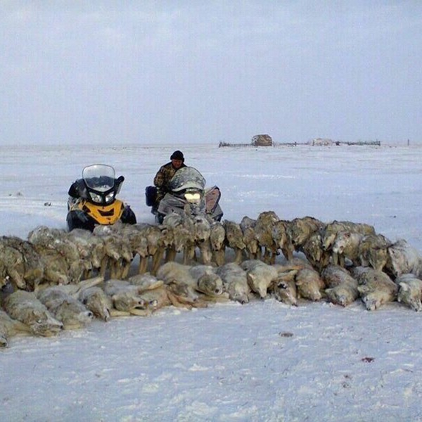 Чукотка. "Волчий налог"