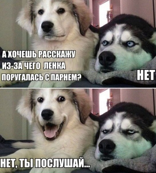 Подборка смешных картинок с надписями