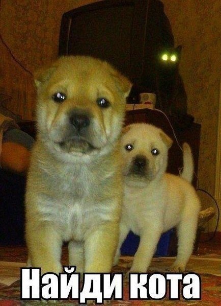 Картинки и приколы из сети