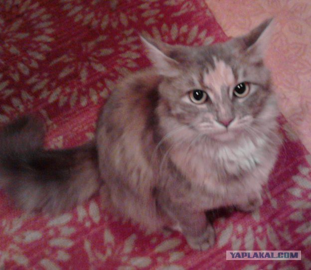 10 брутальных уличных котов