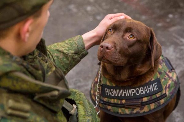 Служебные собаки в первый рабочий день