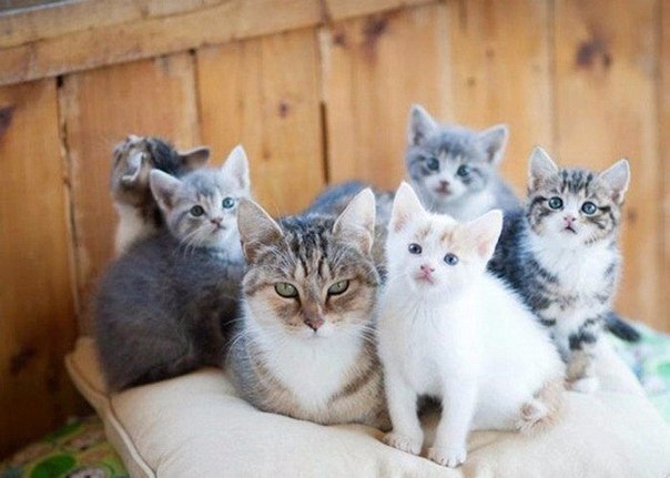 Коты и Кошки
