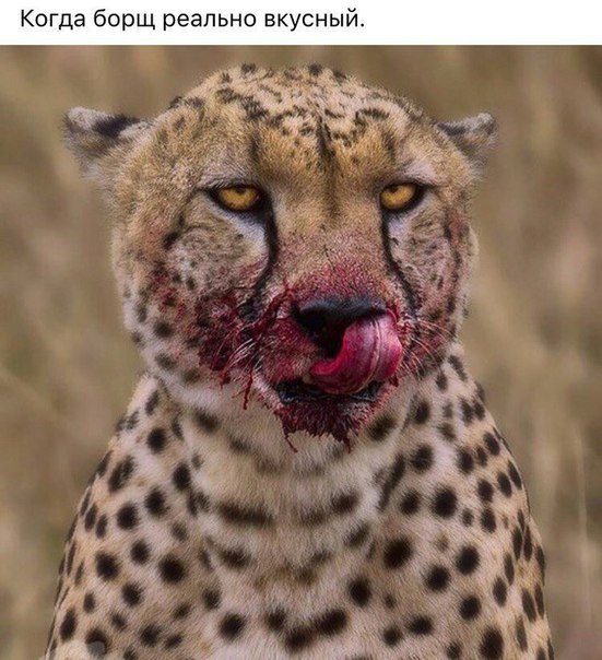 Когда ты величественный, безжалостный, грациозный убийца... но тебе дали пакетик