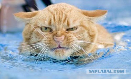 Рыжий котовторник на ЯПлакал!, Смотрим  и добавляем!