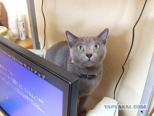 Кошак в шоке