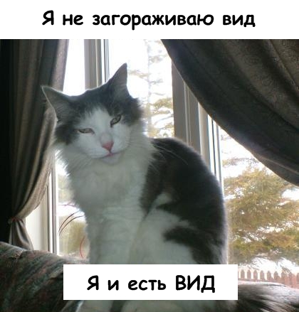 Lolcats - котовторник 33 лолокота!