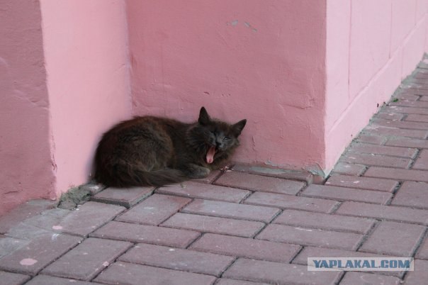 Котовторник на 6 июля