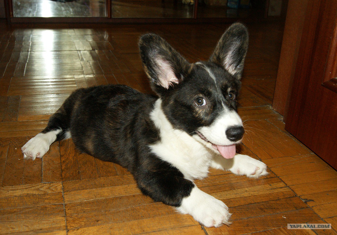 собака озерск