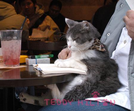 Котовторник