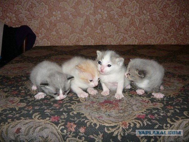 Котовторник 1.11.11