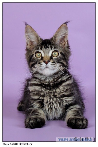 Котовторник 06.12.2011