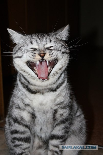 Котовторник   5.06.2012