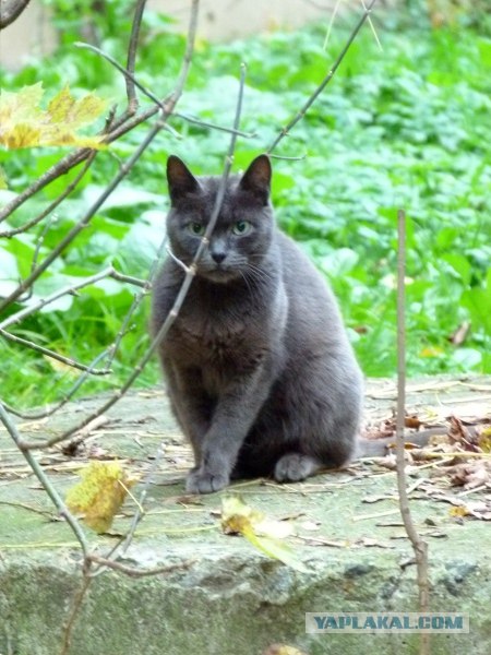 Котовторник ( 23.10. 2012. )