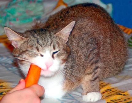 16 лучших котов сезона