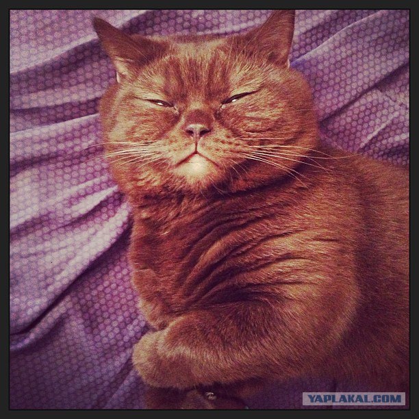 Котовторник 19.02.2013