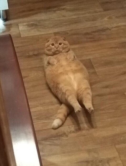 Котовторник! начнем? 04.06.19