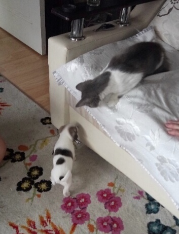 Как кошка с собакой