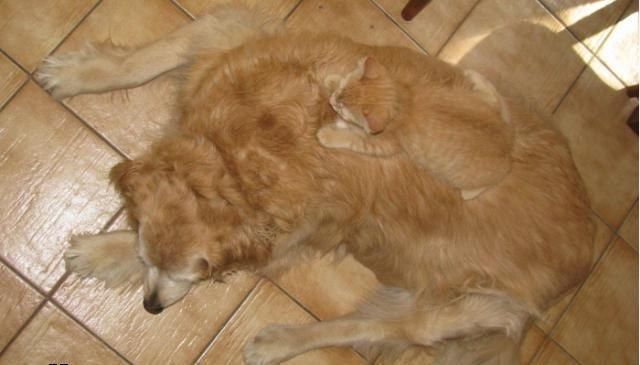 Уже не котовторник, но еще и не собакочетверг