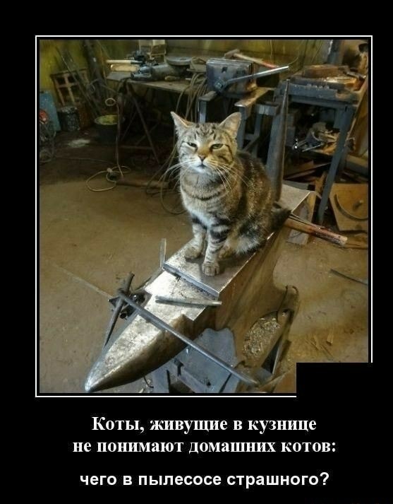 Сегодня отмечается Всемирный день кошек!
