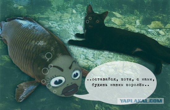 Фотожаба: котейка в шоке