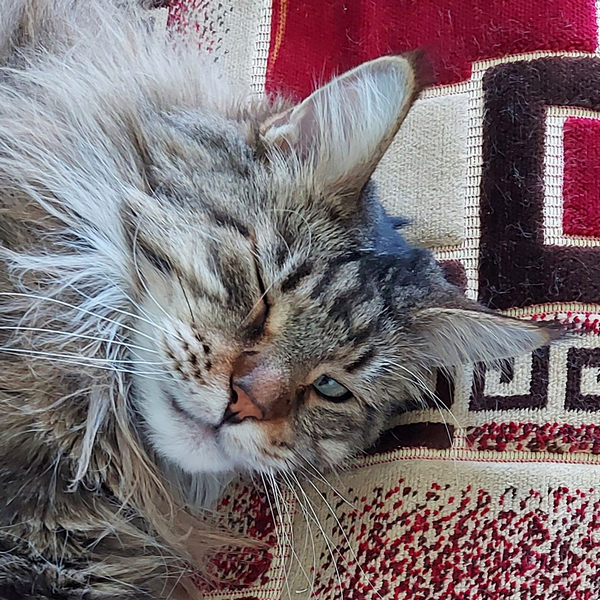 Ну, поехали в котоввторник!