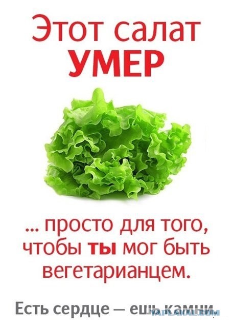 Как вегетарианская диета может сделать человека инвалидом