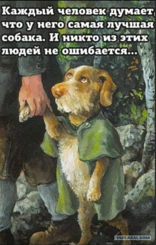 Собакам Япа