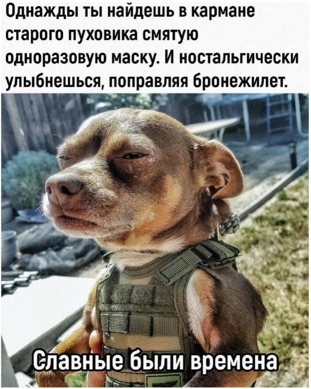 А помните, как все дружно в намордниках бегали