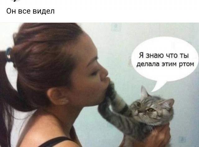 К котовторнику: подборка картинок-баянов с котиками и про котиков. Выпуск 24.