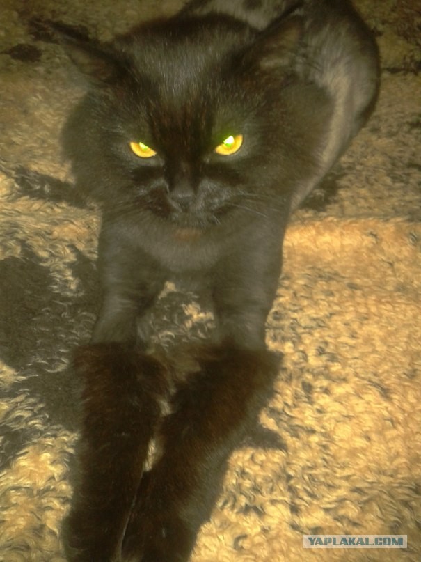 Котовторник  30.07.2013