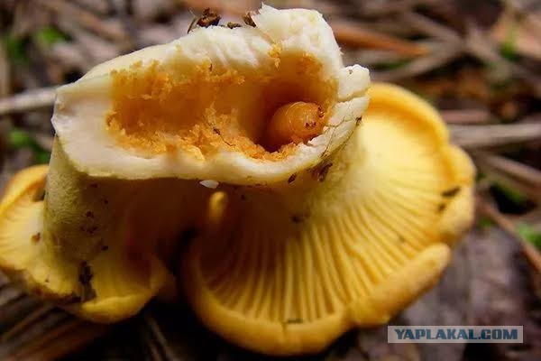 Почему черви почти никогда не едят грибы лисички