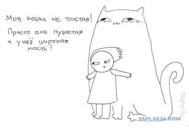 Бабушкин кот