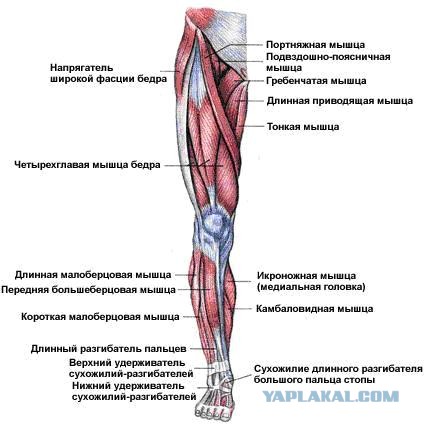 Даже у сосисок лето лучше, чем у тебя