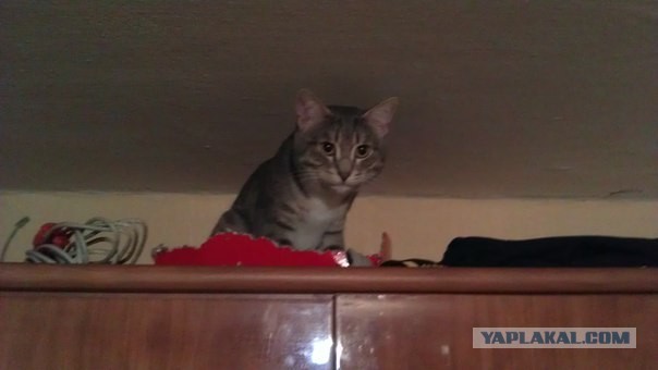 Котовторник 8.10.2013