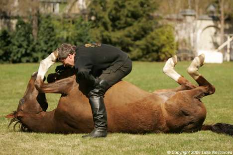 Скоро Год Лошади)))