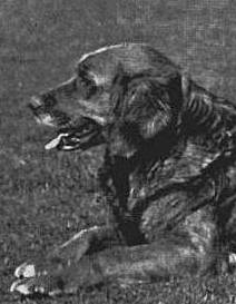 О, my dog