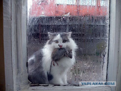 Без паники земляне