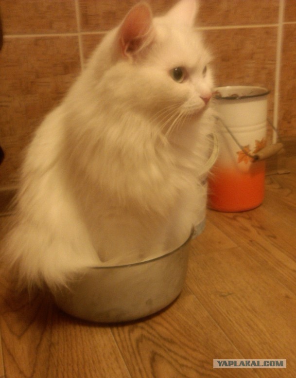 Котовторник 12.08.2014