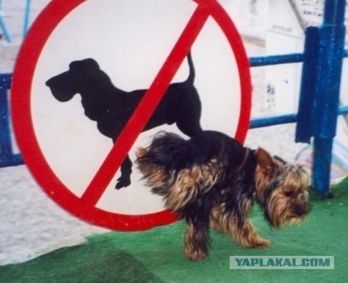 Бунтарь?