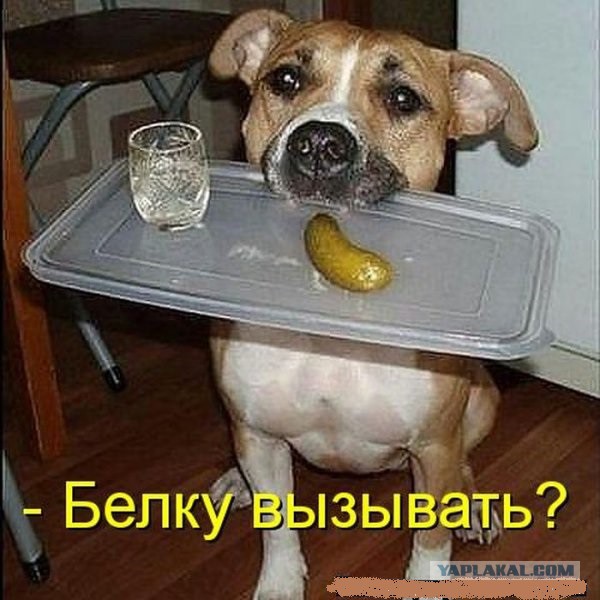 Да-да, это я - твоя белочка