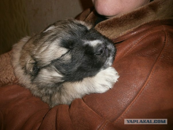 Наш новый член семьи