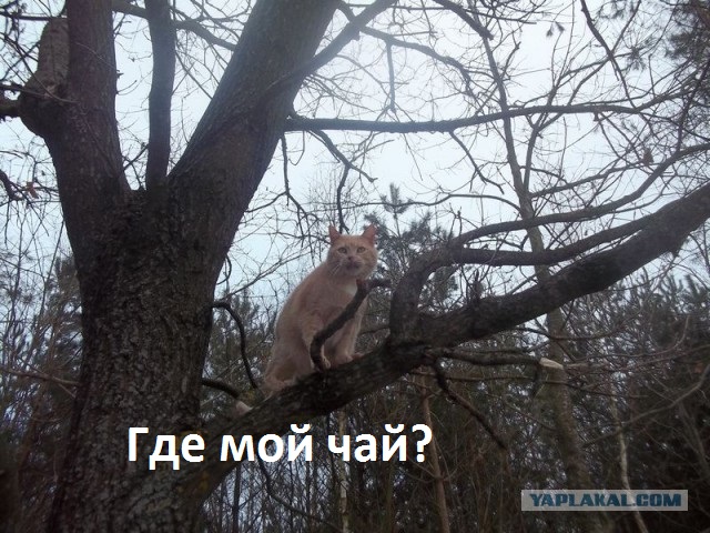 Жизнь домашнего приюта для котеек 49