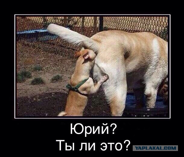 Юрец Лизунец