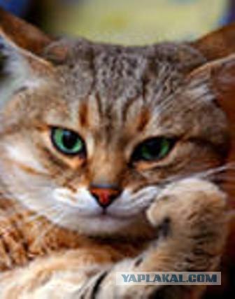 Девушка сделала тату имени парня на лице